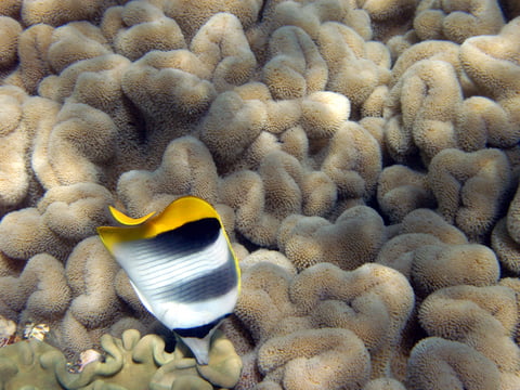 Black and White Butterflyfish - Heniochus acuminatus