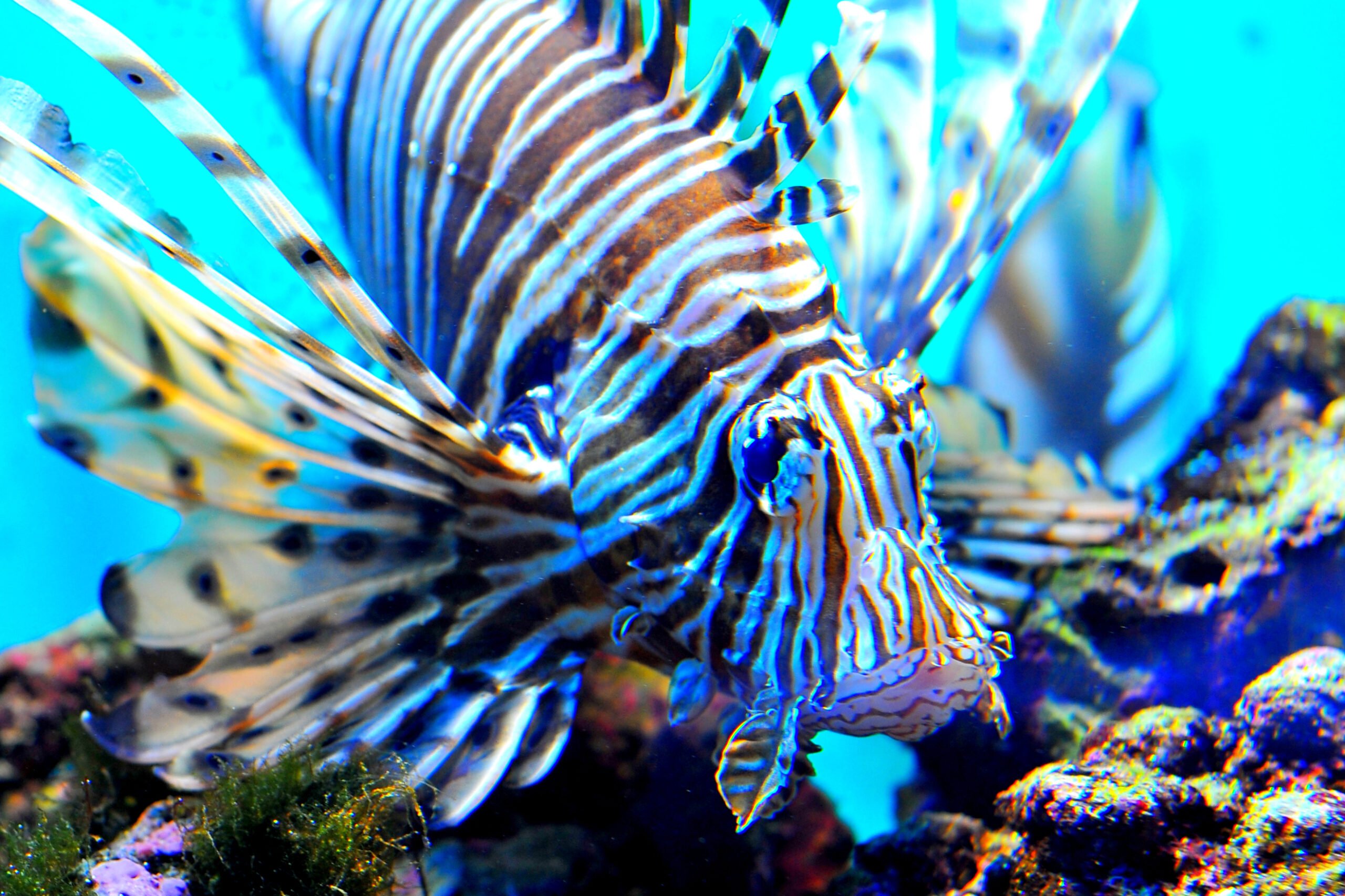 Volitan Lionfish - Pterois volitans